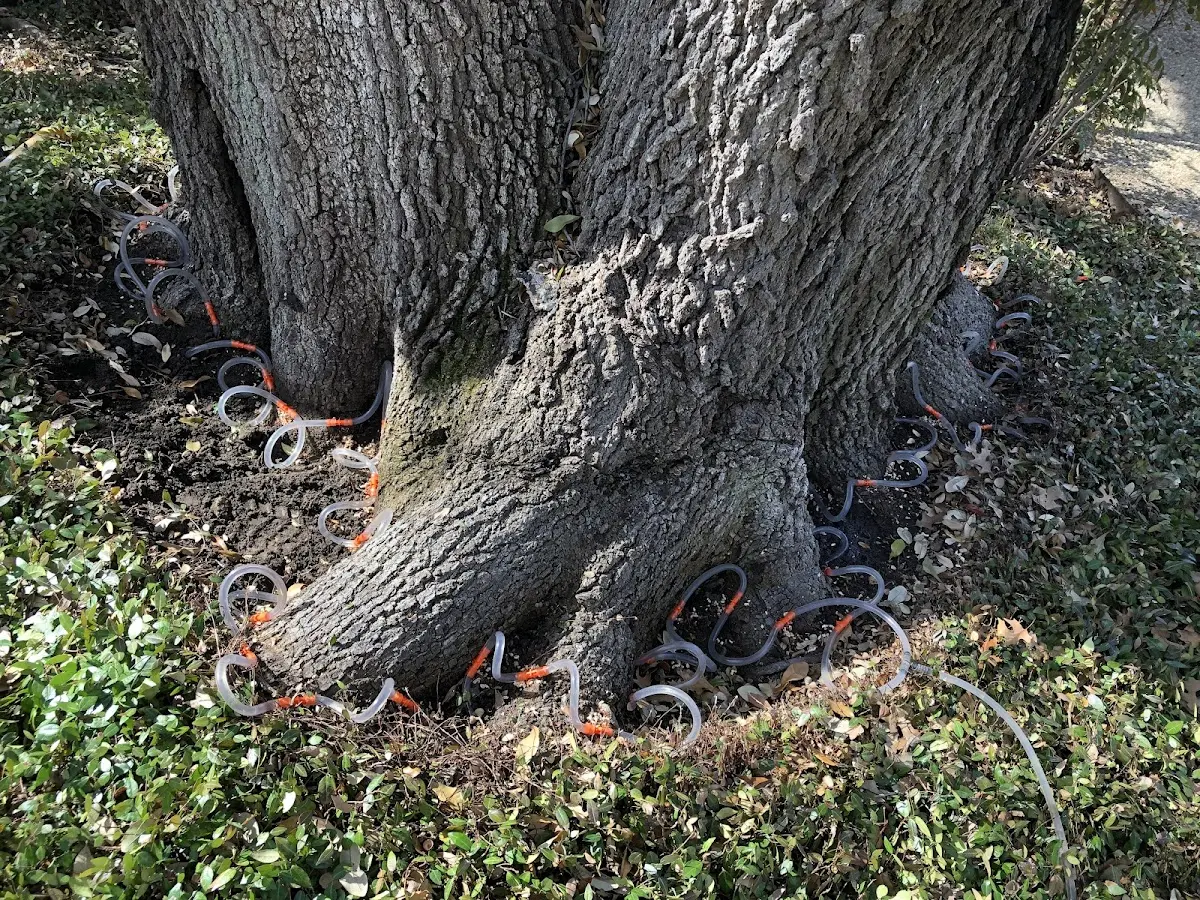 Detailed Tree Cabling and Bracing job site in Glen Lyon