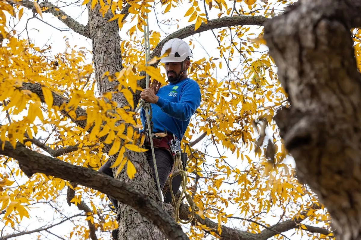 Skilled Tree Pruning crew working in Glen Lyon